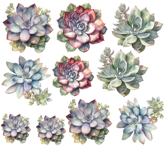 #20-43 Succulents